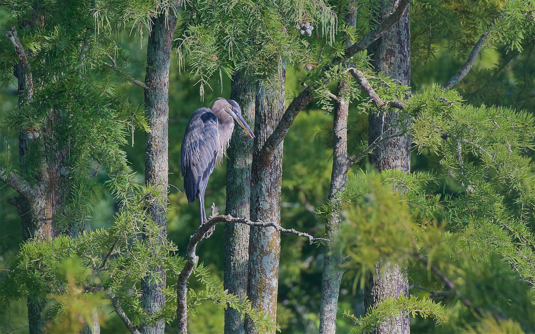 9WI - Great Blue Heron in Cypress Trees - Davenhill.png